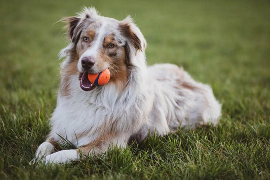 a beautiful dog lying down in the grass