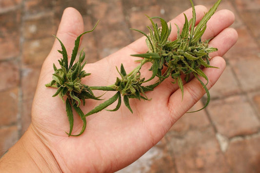 A man holding on to hemp leaves