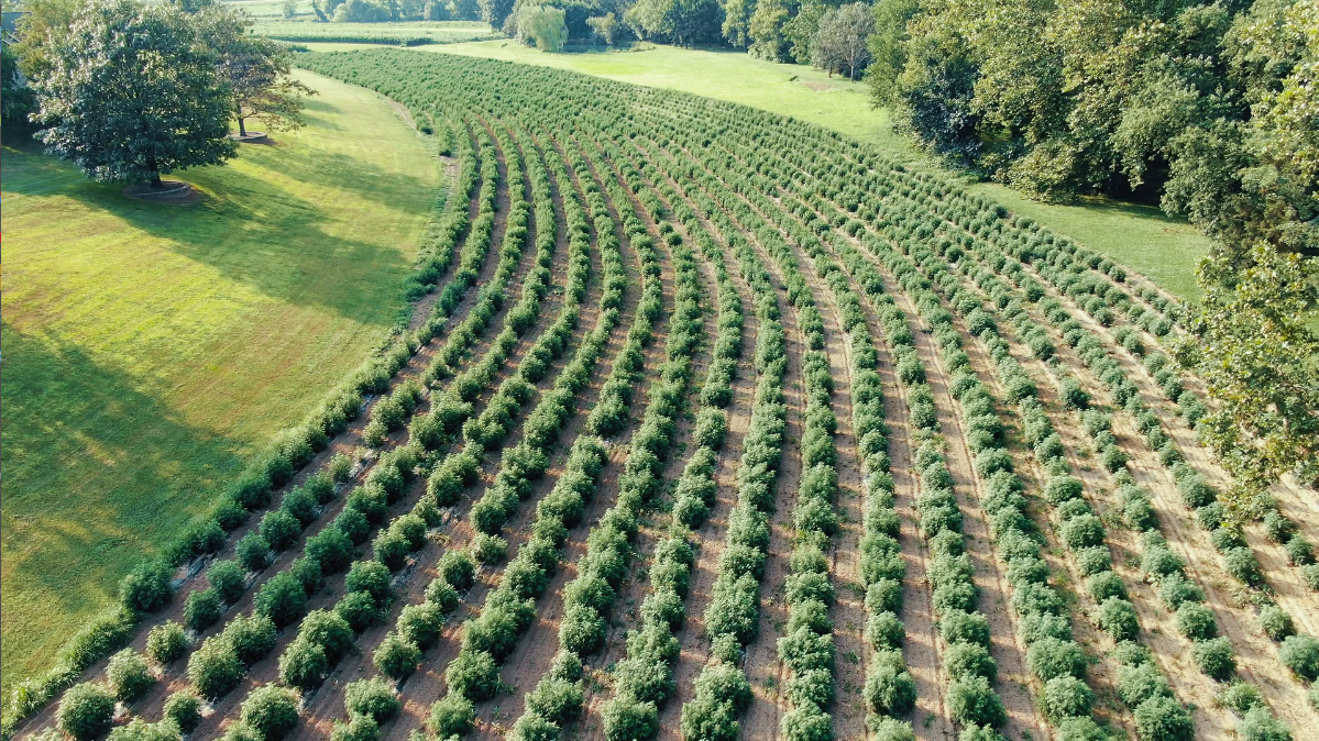 Hemp plants growing in field.