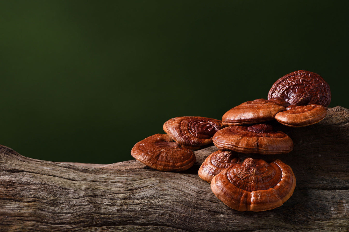Function Reishi Mushrooms growing on log | Triple Crown Organics