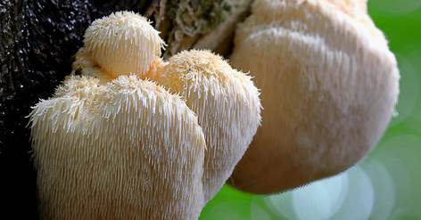 Snow mushroom growing on a tree | Triple Crown Organics