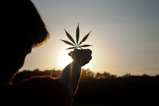a woman holding a cannabis leaf to the sun