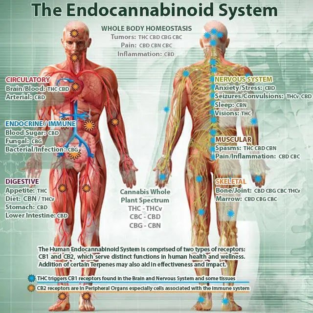 How CBD Works:  Understanding the Endocannabinoid System - Triple Crown Organics