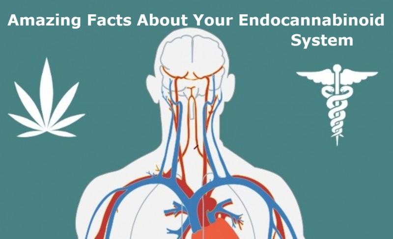 Amazing Facts About Your Endocannabinoid System (ECS)