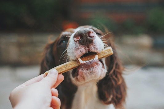 A dog receiving a CBD infused dog treat